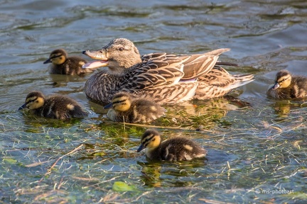 Stockente