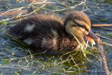 Stockente