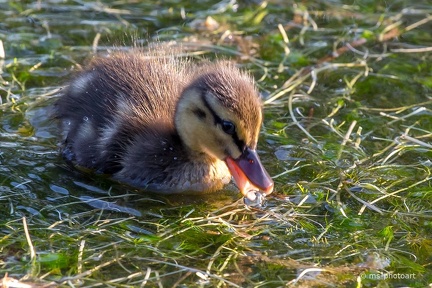 Stockente