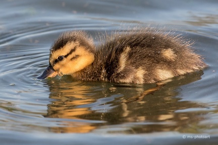 Stockente
