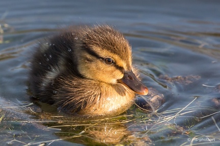 Stockente