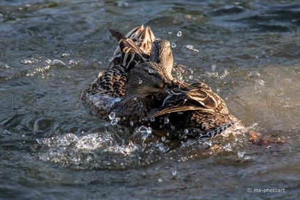 Stockente