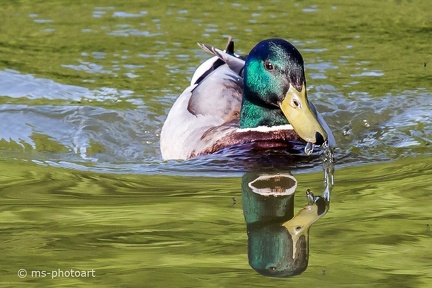 Stockente