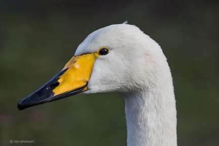 Singschwan