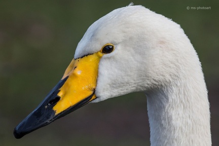 Singschwan