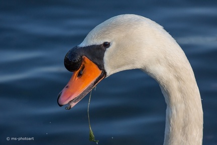 Höckerschwan