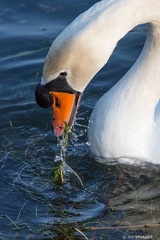 Höckerschwan