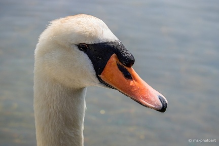 Höckerschwan