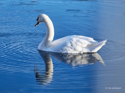Höckerschwan