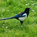 Elster