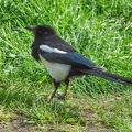 Elster