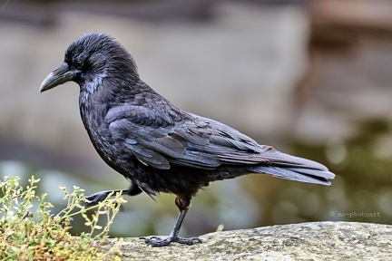 Rabenkrähe