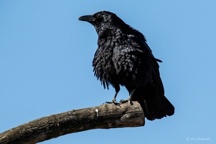 Rabenkrähe
