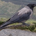 Nebelkrähe