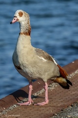 Kanadagans