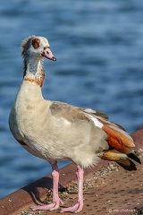 Kanadagans