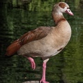 Nilgans