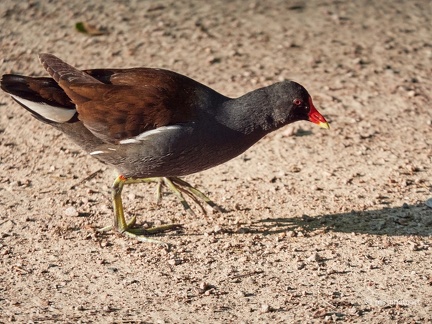 Blässhuhn