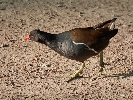 Blässhuhn