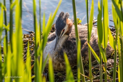 Haubentaucher brütend