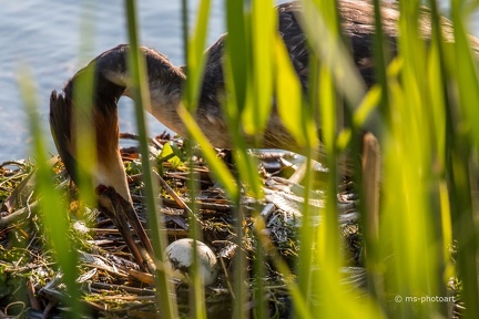 Haubentaucher Nestpflege