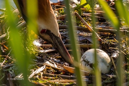 Haubentaucher Brutpflege