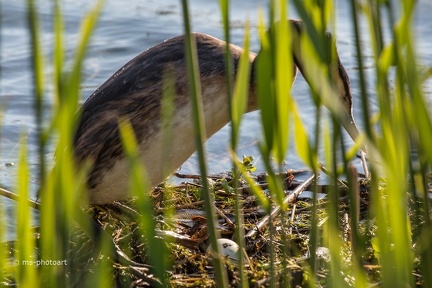 Haubentaucher Brutpflege