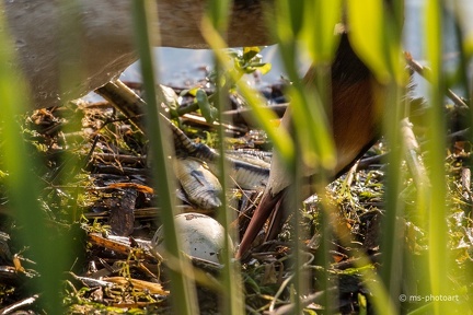 Haubentaucher mit Ei