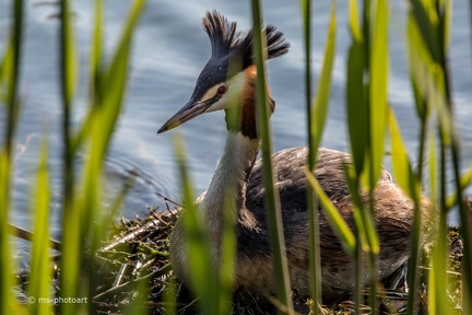 Haubentaucher brütend
