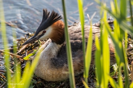 Haubentaucher brütend
