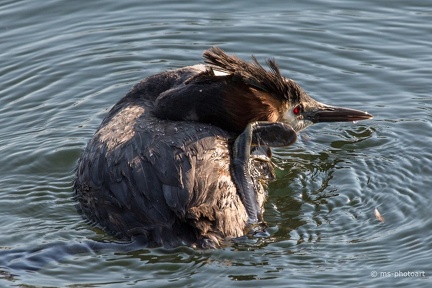 Haubentaucher beim putzen