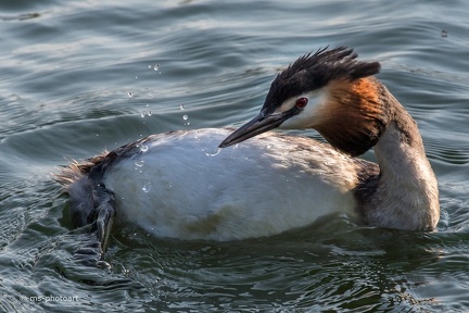 Haubentaucher beim putzen