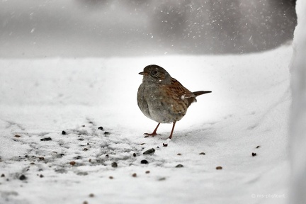 Heckenbraunelle im Winter