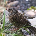 Heckenbraunelle Jungvogel