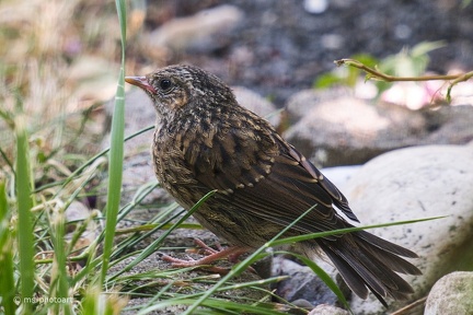 Heckenbraunelle Jungvogel