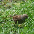 Heckenbraunelle