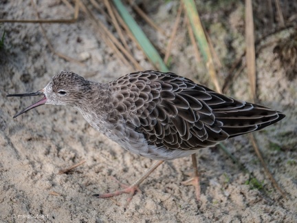 Graubruststrandläufer