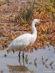 Seidenreiher