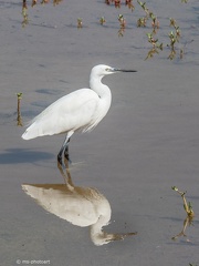 Seidenreiher