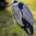 Fischreiher
