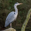 Fischreiher