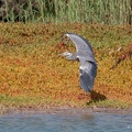 Fischreiher