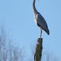Fischreiher