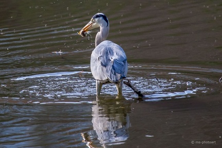 Fischreiher mit Fisch