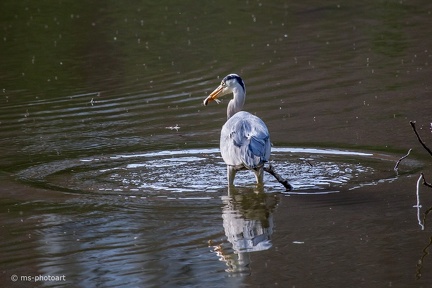 Fischreiher mit Beute