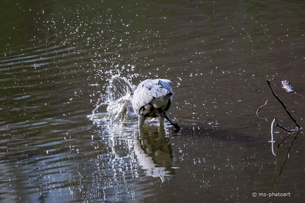 Fischreiher beim fischen