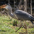 Fischreiher mit Beute