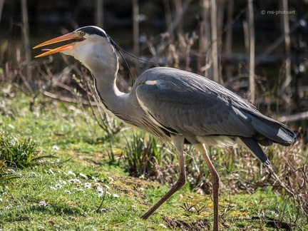 Fischreiher mit Beute