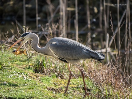 Fischreiher mit Beute