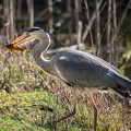 Fischreiher mit Beute